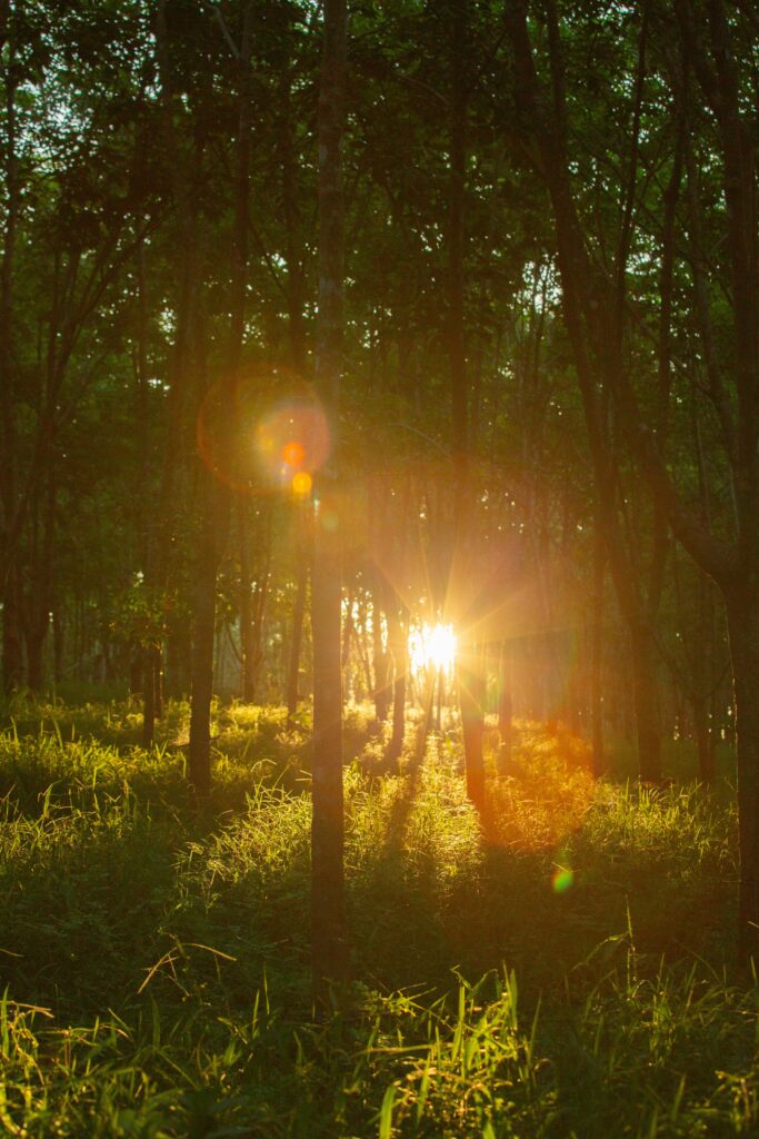 Beautiful forest scene with sunlight creating lens flare and casting shadows.