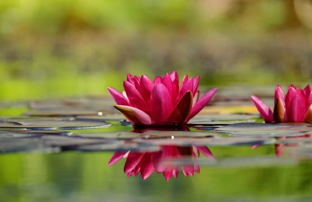 Safety, Screening & Participant Care 1 water lilies, lily pads, nature, flower wallpaper, pond, aquatic plants, pink flowers, petals, beautiful flowers, pink petals, flowers, flower background, blossom, bloom, mirroring, water, water reflection